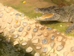 -石家庄市动物园