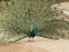 -石家庄市动物园