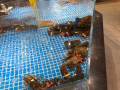 -绿杨春·淮扬宴(庐山路店)