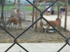 -鹿境梅花鹿生态园区