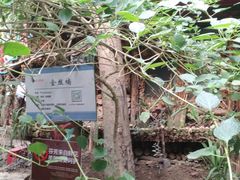 -呀路古热带植物园