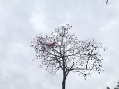 -云溪植物园