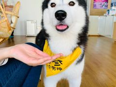 -Husky Go! 哈士奇体验馆·宠物咖啡厅狗咖