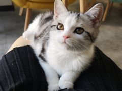 -团子家猫咪猫咖馆·柯基·柯尔鸭