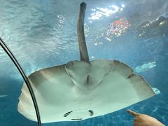 -上海海洋水族馆