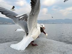 -滇池海埂公园