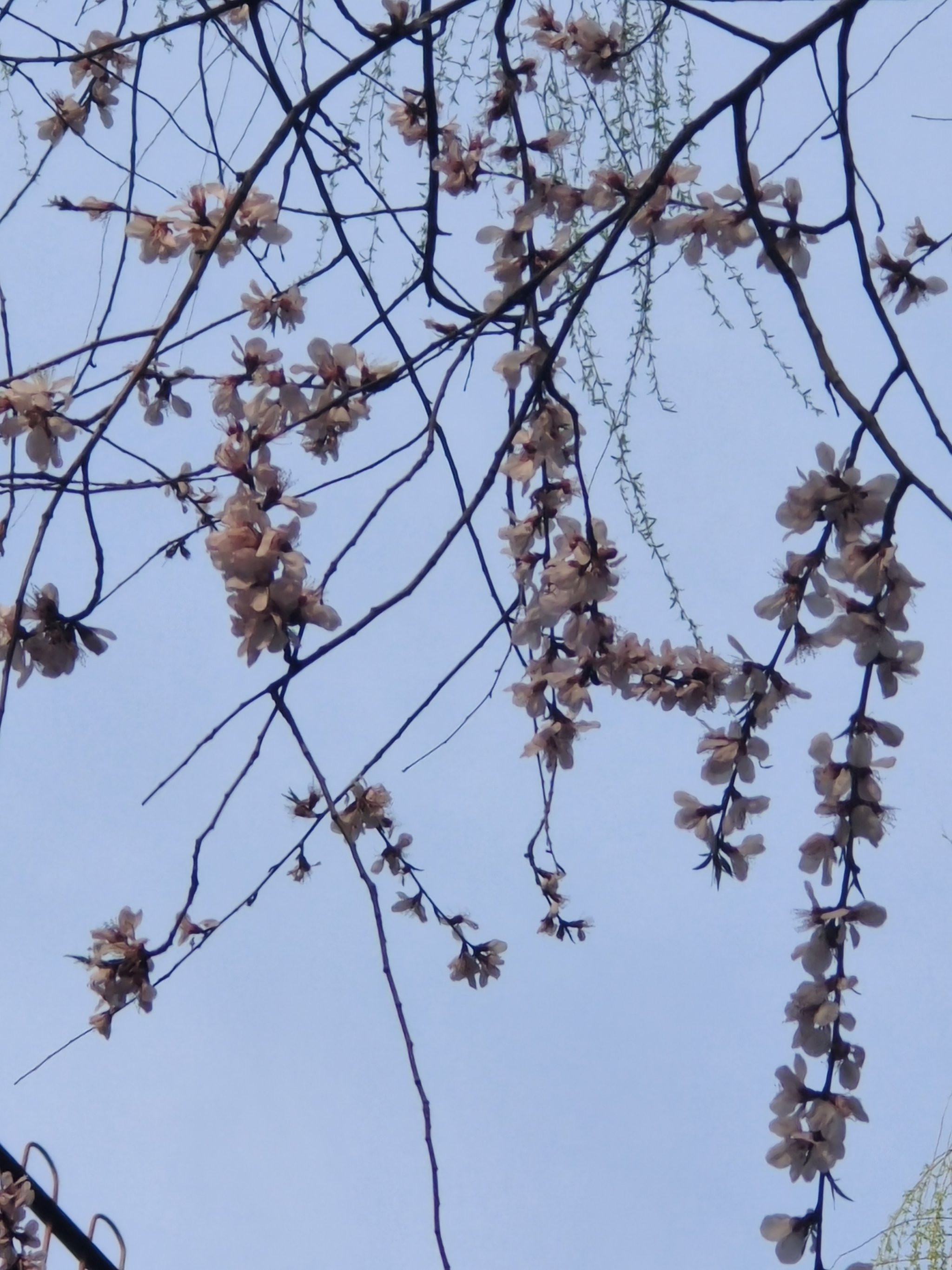 一树桃花开盛开结局图片