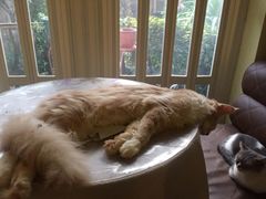 猫-猫色咖啡·猫咖