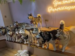 -Husky Go! 哈士奇体验馆·宠物咖啡厅狗咖