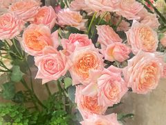 -Tomacado花厨(One ITC店)