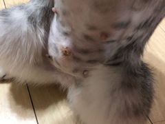 -伟伟宠物医院·瑞派猫友好医院·猫科(光谷店)