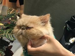-小时光咖啡馆(开森度假森林店)