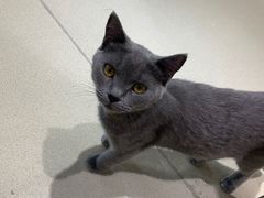 -藏猫猫咖啡主题馆(中央大道店)