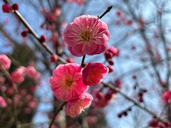 -梅花山(明孝陵内)