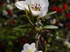 -三圣花乡旅游区