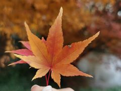 -花开海上生态园