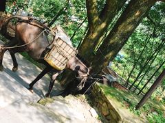 -藏龙百瀑风景区