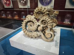 -青岛贝壳博物馆
