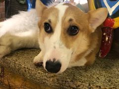 -more than meow吴止猫主题餐厅(承德 中船汇店)