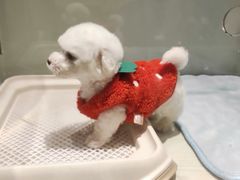 -momokira米努特·德文卷毛猫·棉花面纱犬