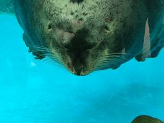 -海合安成都极地海洋公园