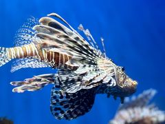 -海合安武汉极地海洋公园