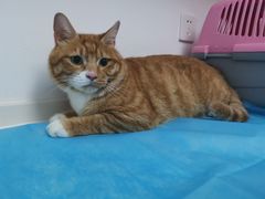 -关爱宠物医院·猫科中心·消化科(滨湖万达分院)