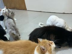 -Heymao猫咖.咖啡厅(东门店)