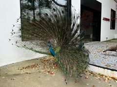 -J Create城市露营咖啡·简餐·宠物(上海动物园店)