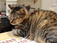 -猫的天空之城概念书店(杭州南宋御街店)