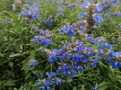 景点-上海长兴岛郊野公园