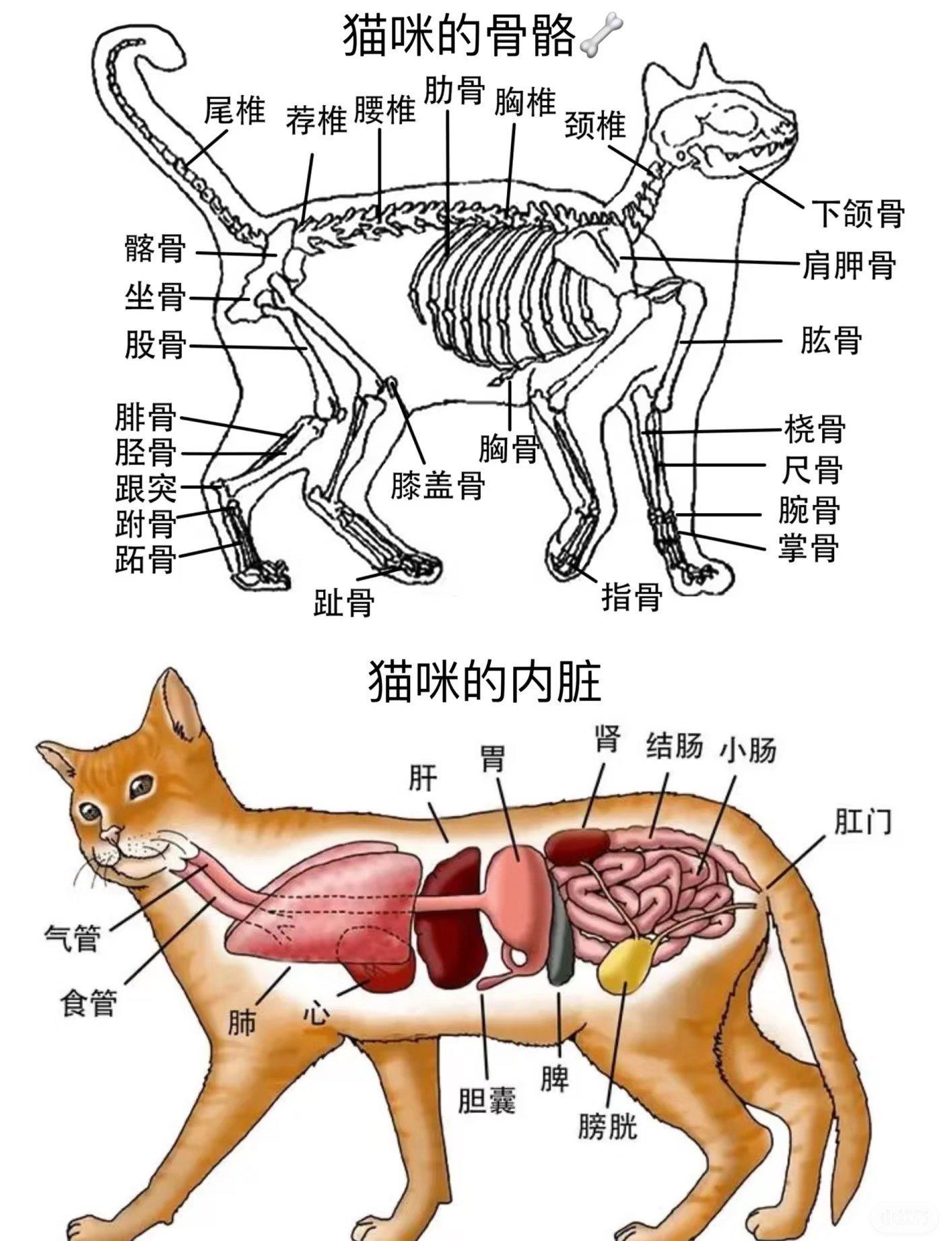你们知道猫咪的骨骼和身体内脏结构吗?