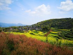 -桑洲油菜花景区