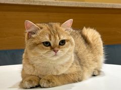 -滚猫咖啡·猫咖·猫友好撸猫(未来城店)