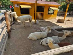 -北京市海淀外国语实验学校