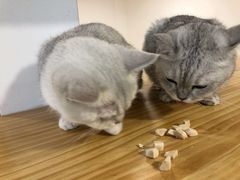 -李小姐の猫咖啡馆(五角场店)