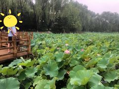 -东升八家郊野公园