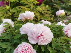 -莲花池公园