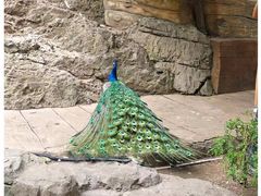 -大连老虎滩海洋公园