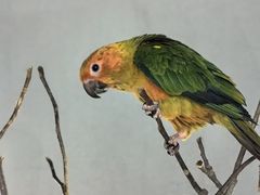 -吉丁鸟咖·异宠·寄养
