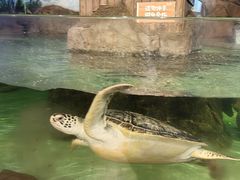 -萌宠奇缘(荣鼎店)