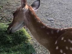 -安德鲁户外烧烤帐篷营地(马泉营店)