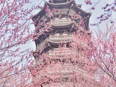 -洋湖国家湿地公园