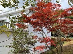 -四明山国家森林公园