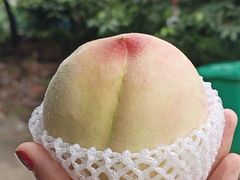 -老袁家蜜桃农场·阳山水蜜桃