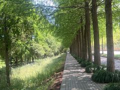 -上海长兴岛郊野公园