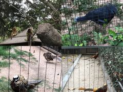-深圳野生动物园