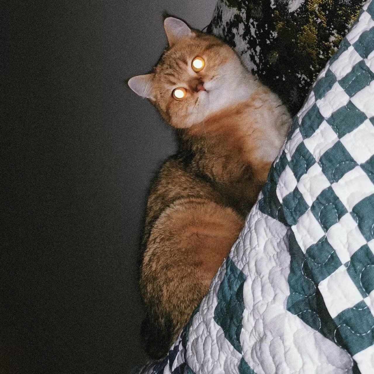 猫咪在夜间视力怎么样呀?