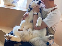 -Husky Go! 哈士奇体验馆·宠物咖啡厅狗咖