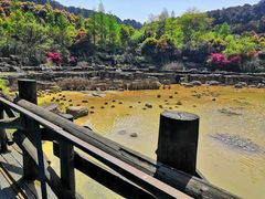 -铁山坪森林公园